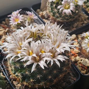Mammillaria unihamata (weingartiana)